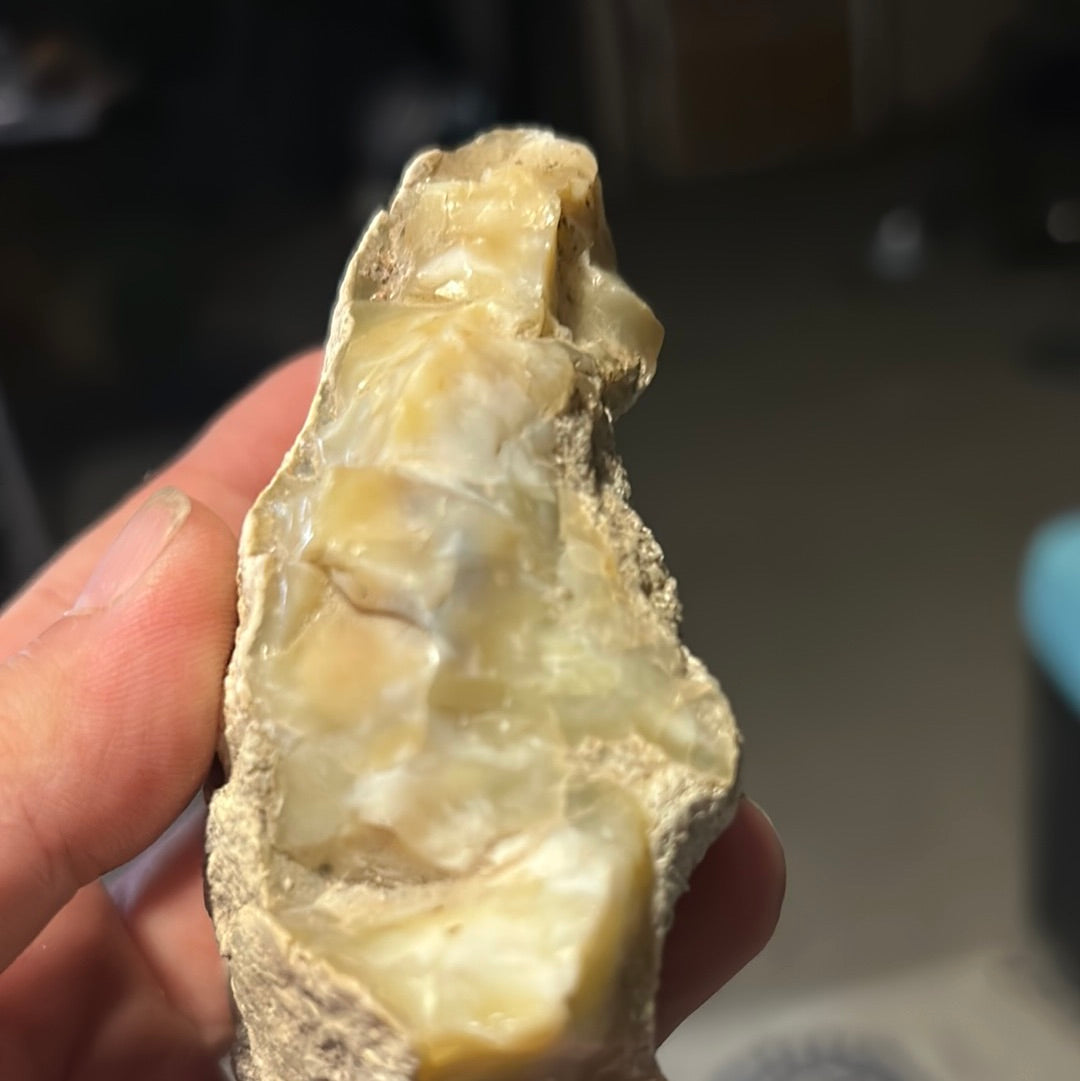Opalized wood Zandra