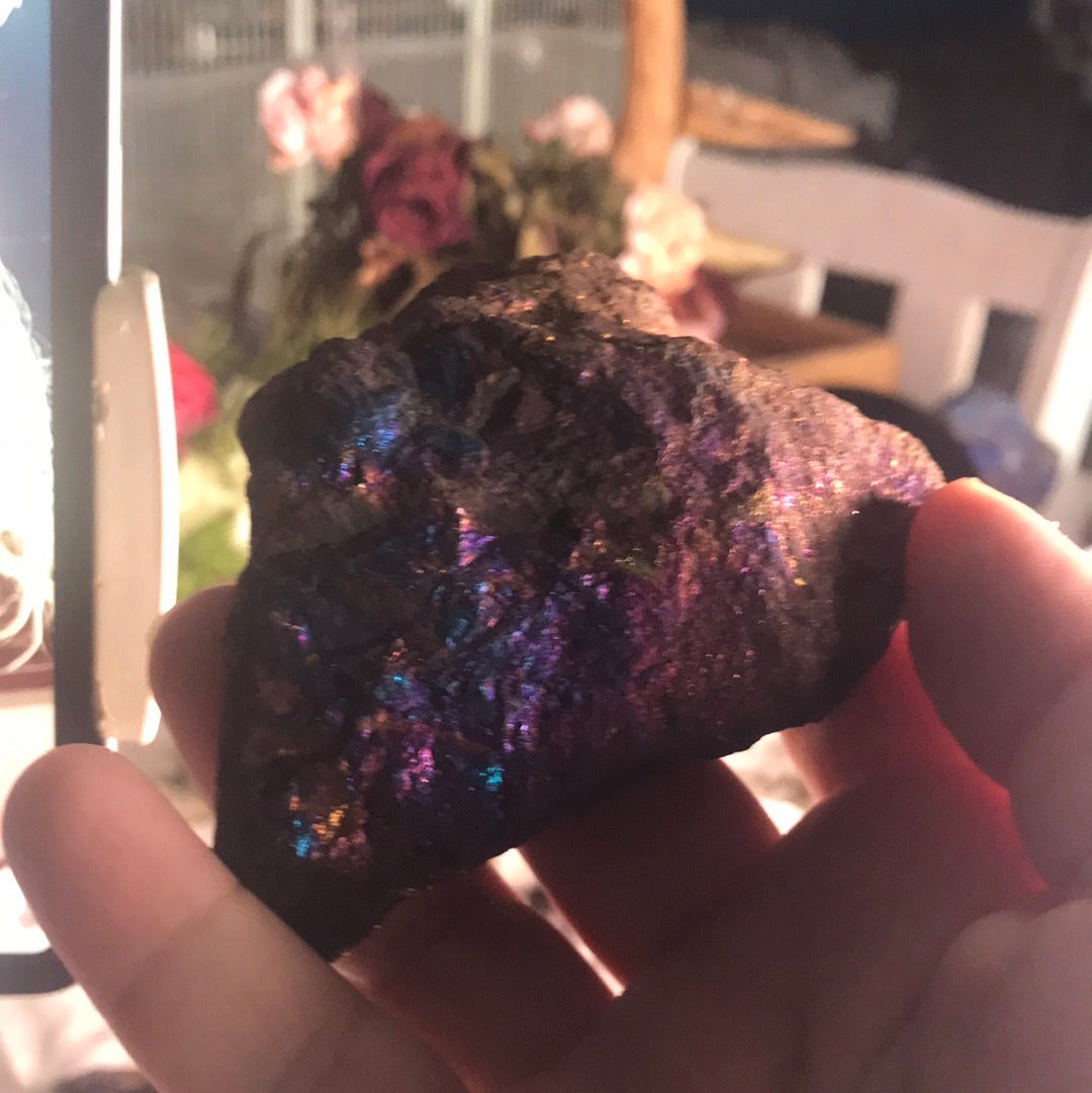 Peacock Ore Carnita