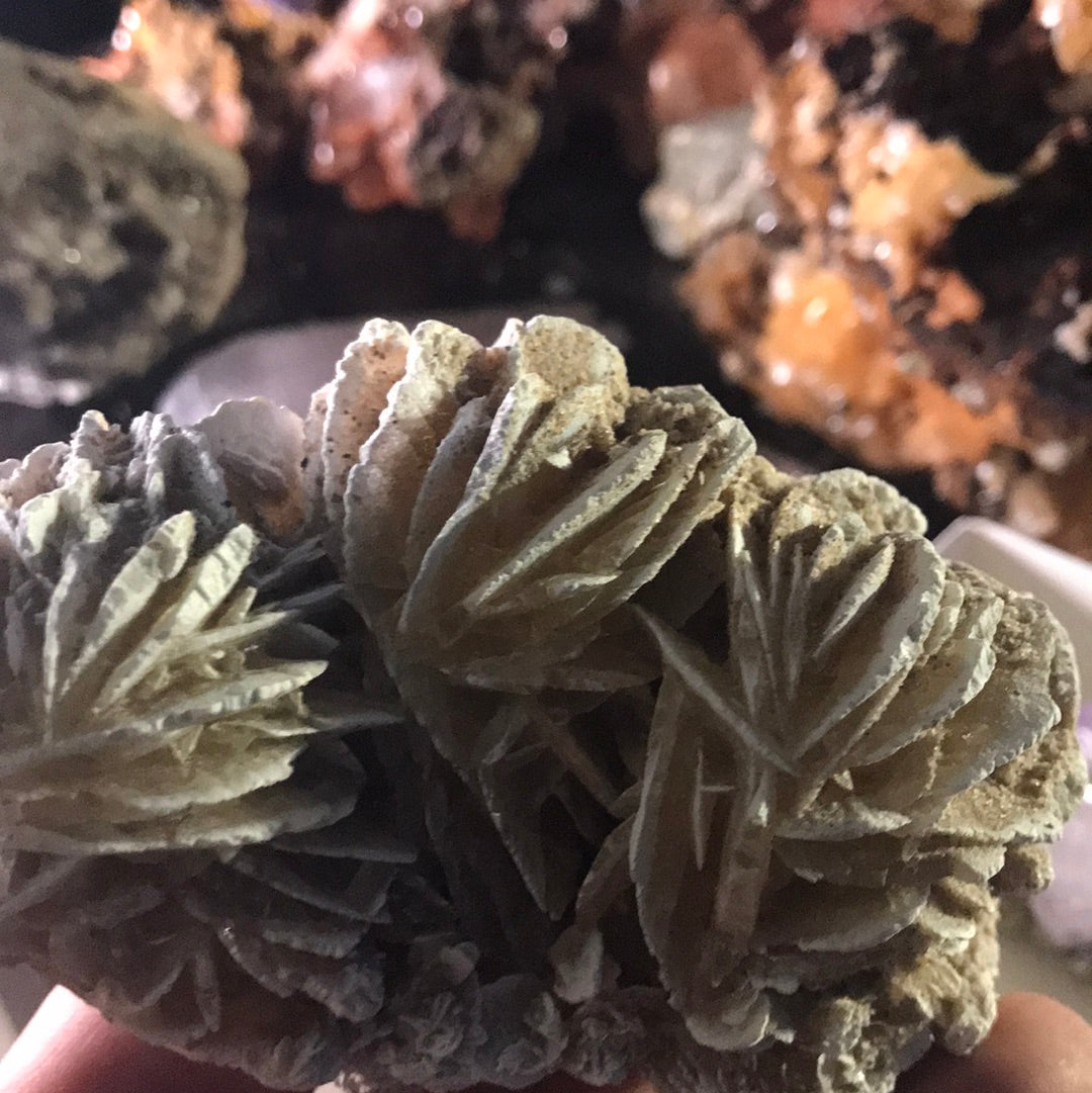 Desert Rose carnita