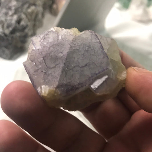 Purple sided fluorite gloriae 555