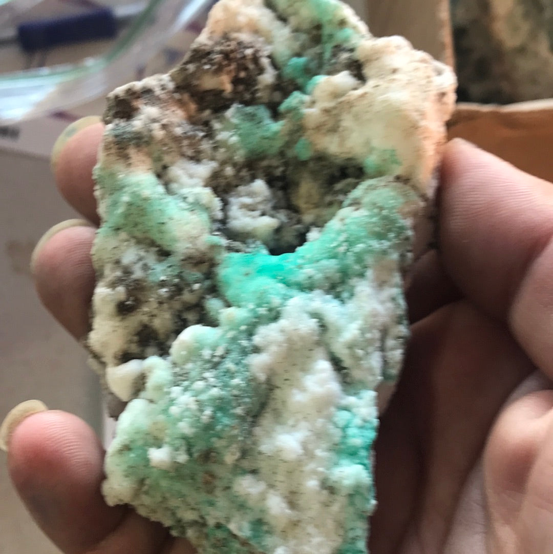 Chrysocolla sarah