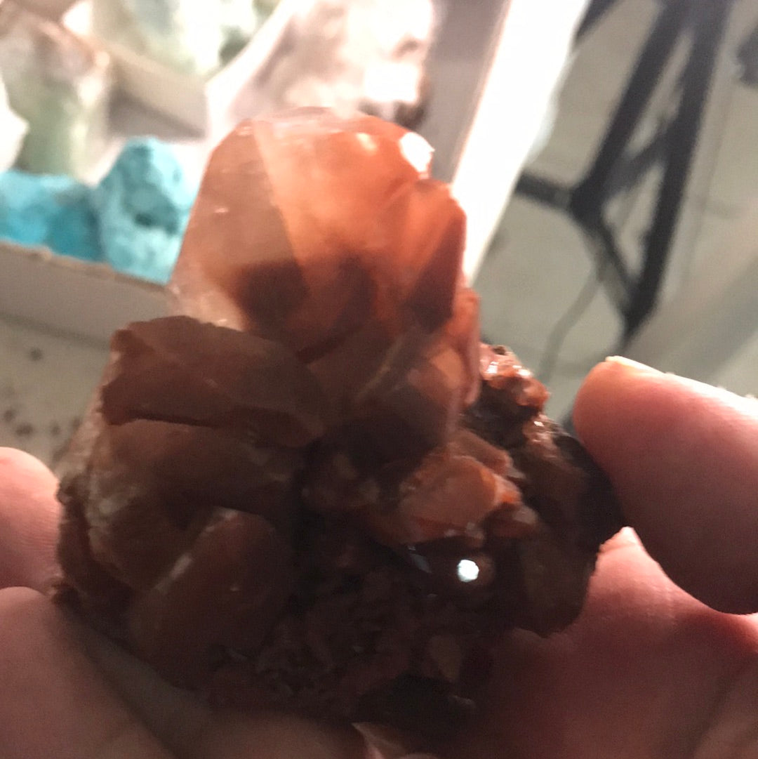 Aragonite Sue momma of 3 cats